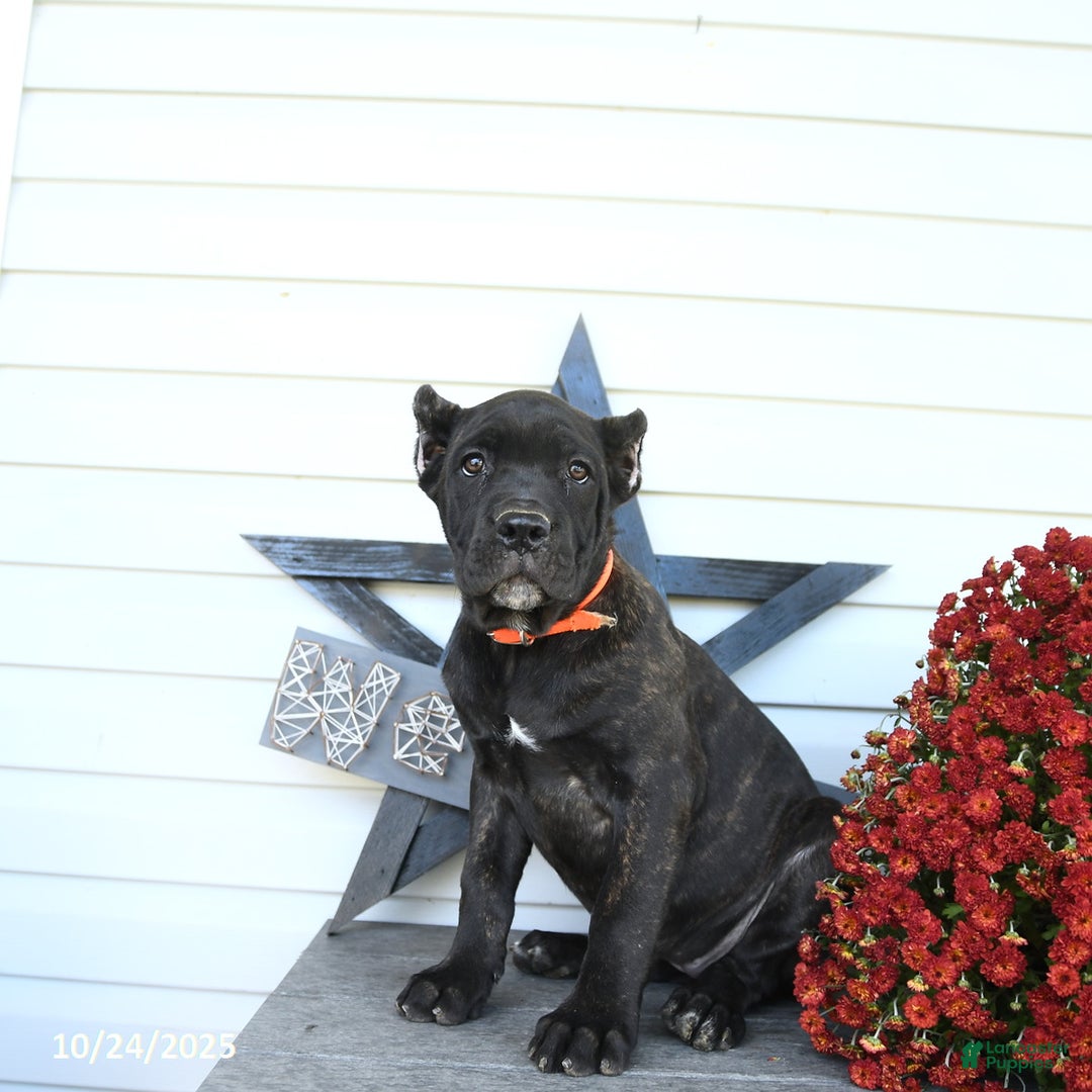 Cane Corso dogs for sale: Penny - Ad 6