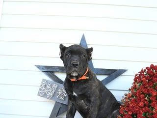 Cane Corso dogs Penny - Ad 14