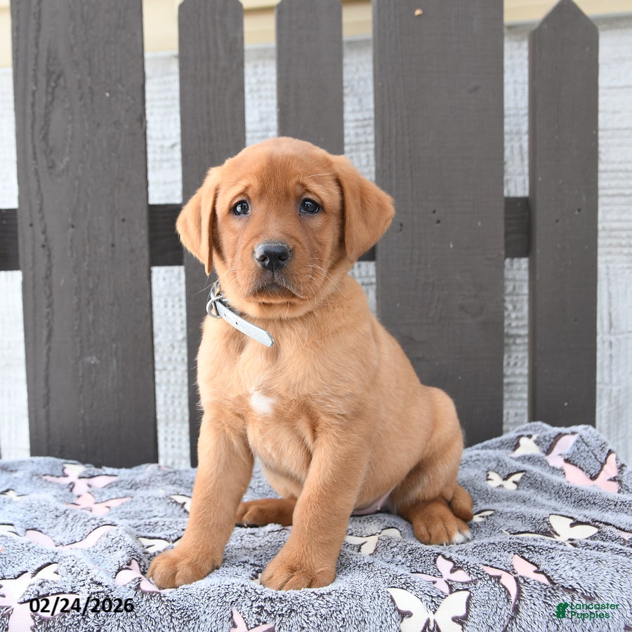Labrador Retriever dogs Sadie - Ad 2