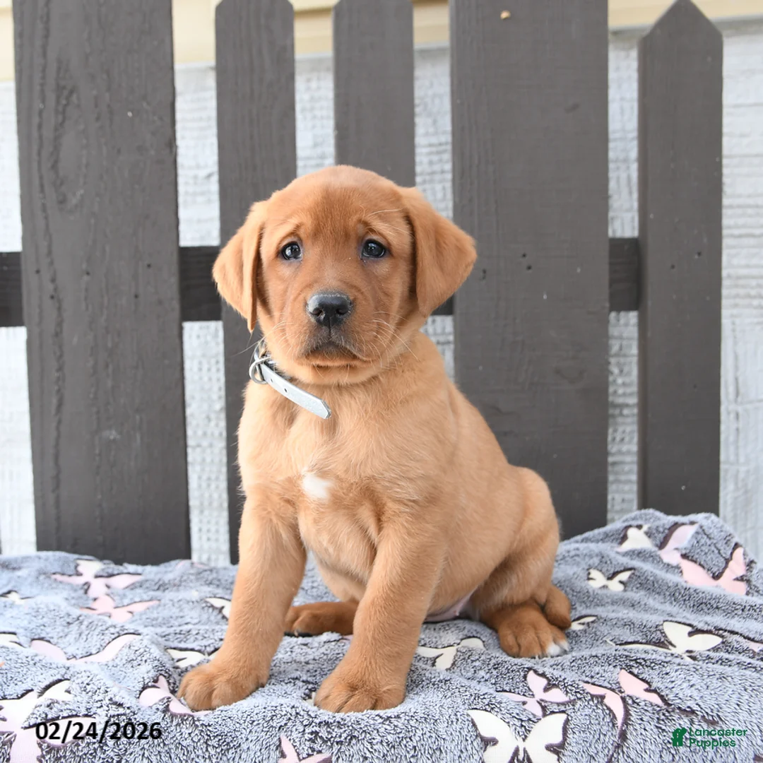 Labrador Retriever dogs for sale: Sadie - Ad 2