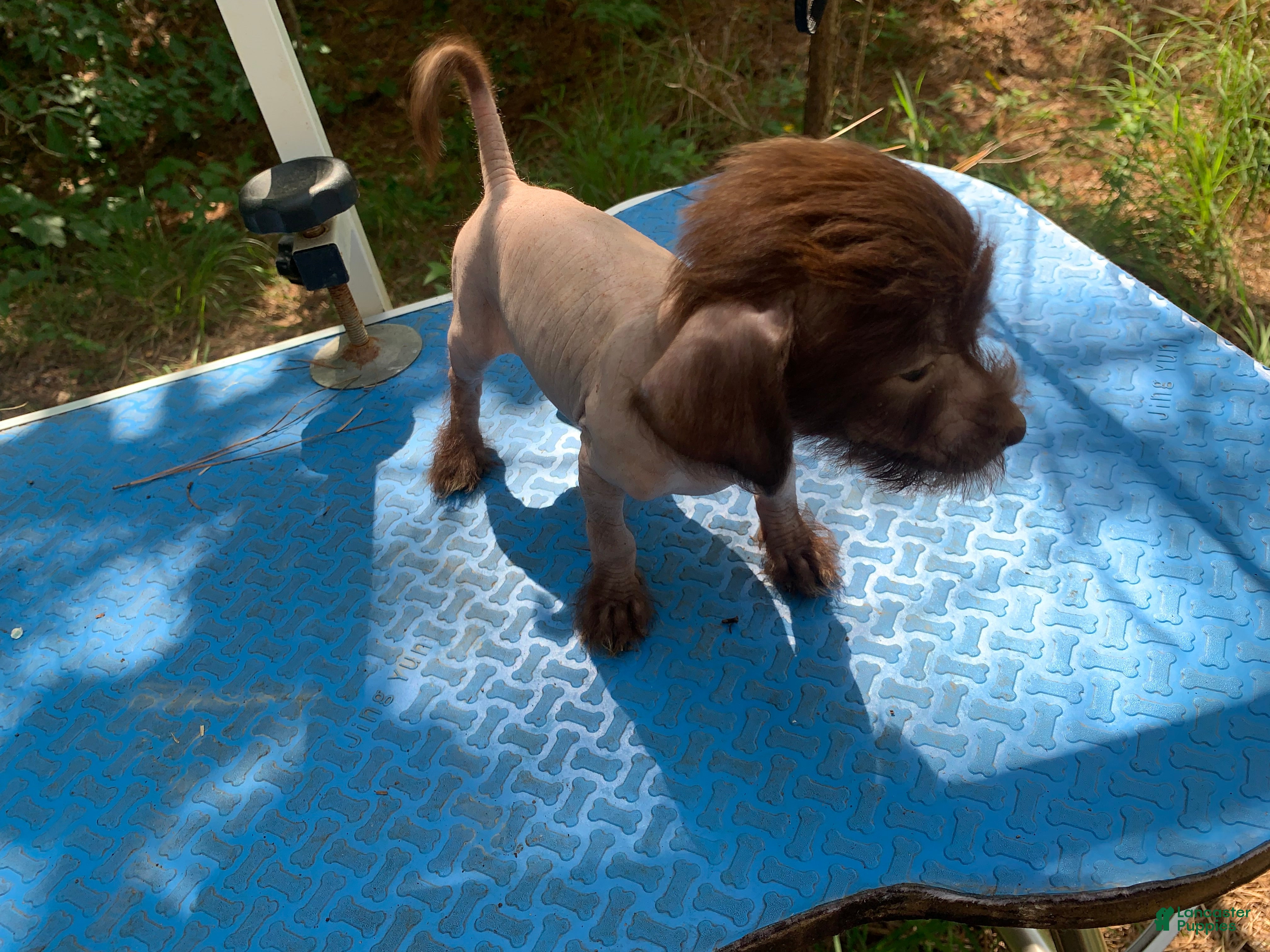 Chinese Crested dogs Chinese Crested 1 - Ad 1