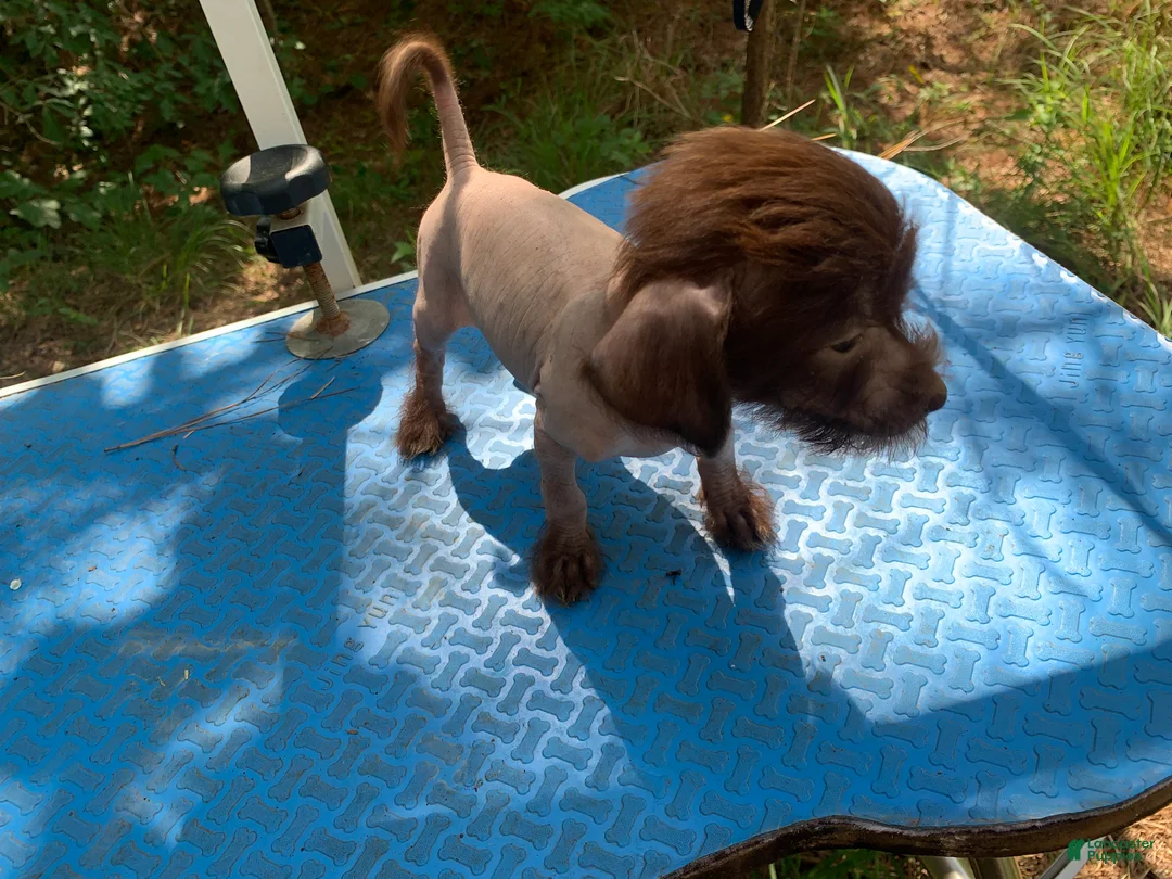 Chinese Crested dogs for sale: Chinese Crested 1 - Ad 1