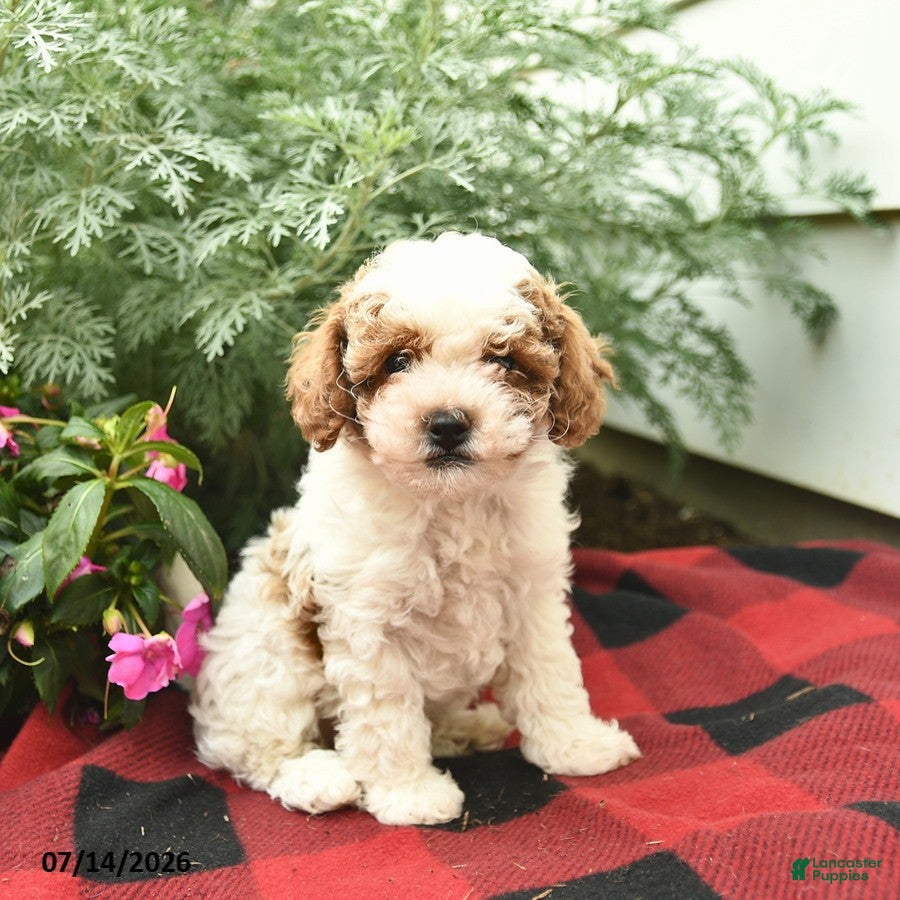 Toy Poodle dogs Windsor  - Ad 1