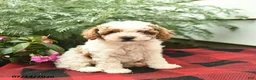 Toy Poodle dogs for sale: Windsor  - Ad 1