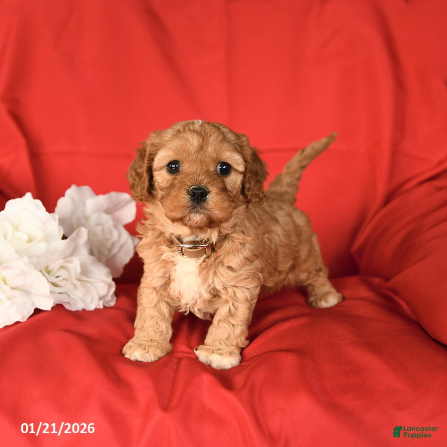 Cavapoo dogs Charm  - Ad 16