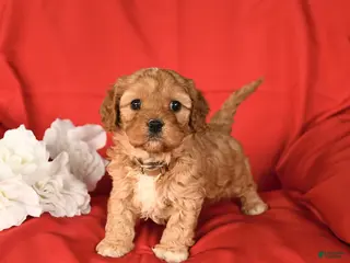 Cavapoo dogs Charm - Ad 35