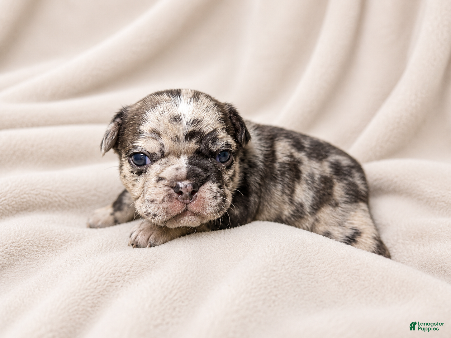 Mixed Breed dogs Poppy - Ad 29