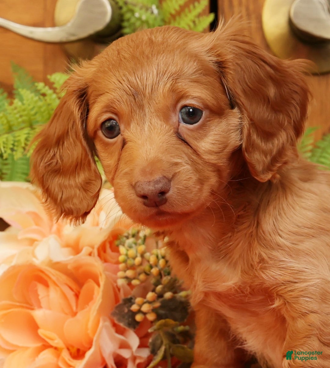 Miniature Dachshund dogs for sale: Darvin - Ad 9