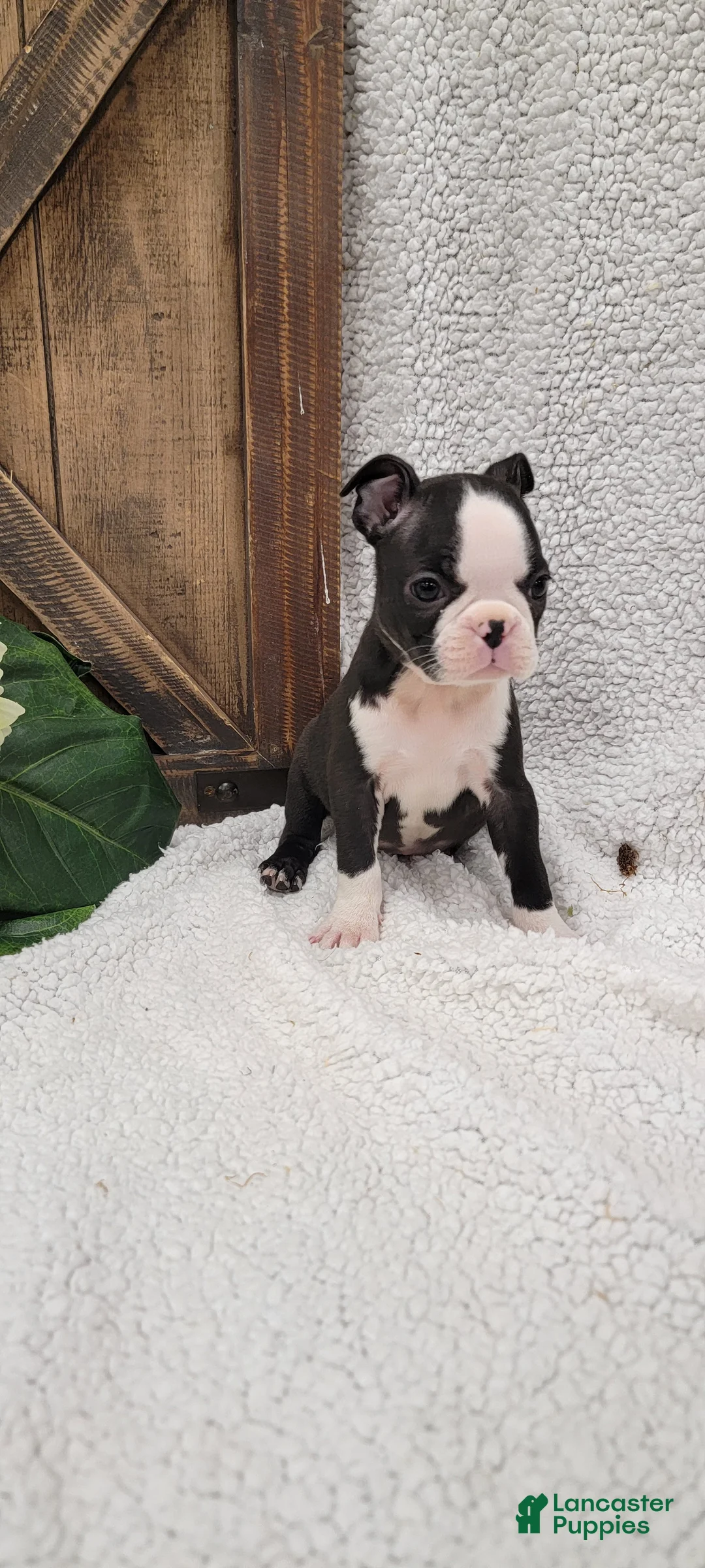 Boston Terrier dogs for sale: Betsy - Ad 3