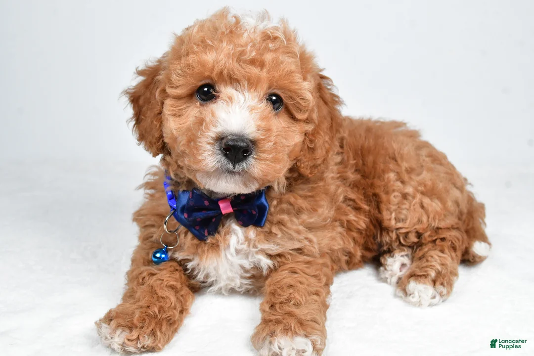 Maltipoo dogs for sale: Captain - Ad 1