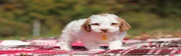 Miniature Poodle dogs for sale: Alfie (AKC) - Ad 3
