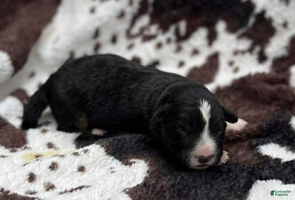 Welsh Corgi Cardigan dogs Smallest boy - Ad 4