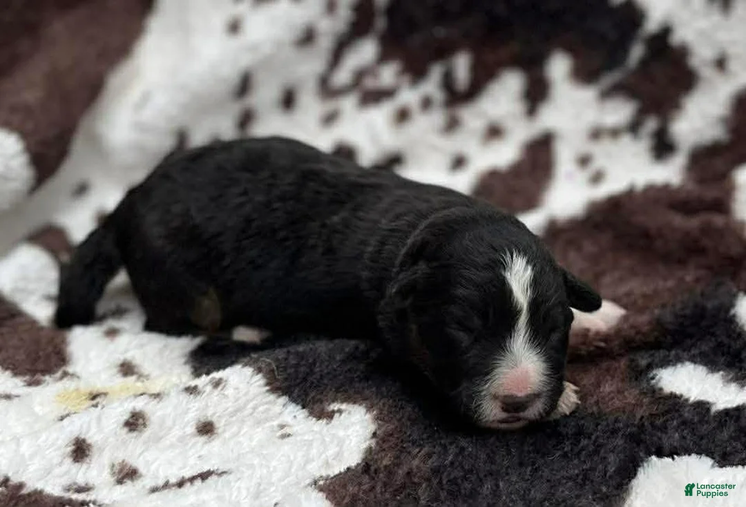 Welsh Corgi Cardigan dogs for sale: Smallest boy - Ad 1