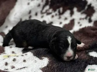 Welsh Corgi Cardigan dogs Smallest boy - Ad 4