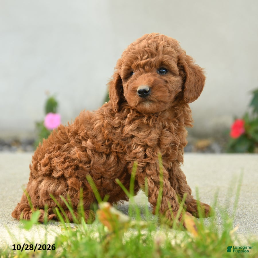 Goldendoodle dogs for sale: Pretzel - Ad 2