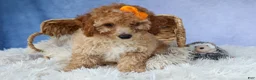 Miniature Poodle dogs for sale: WAYNE - Ad 8