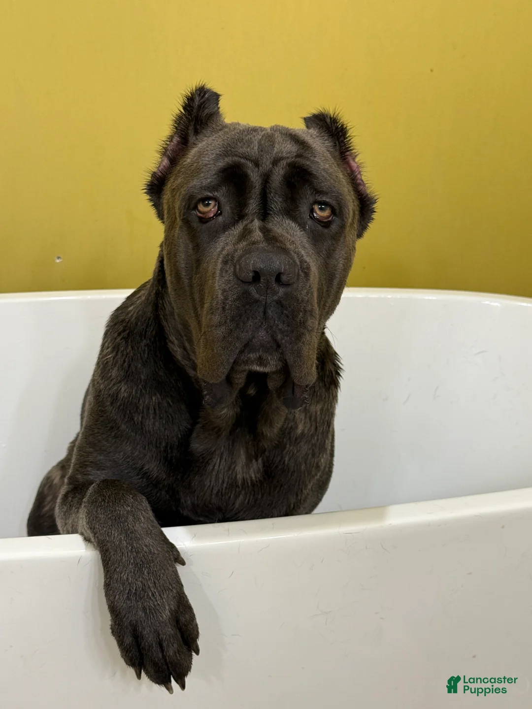 Cane Corso dogs for sale: Emma - Ad 1