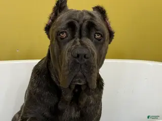 Cane Corso dogs Emma - Ad 39