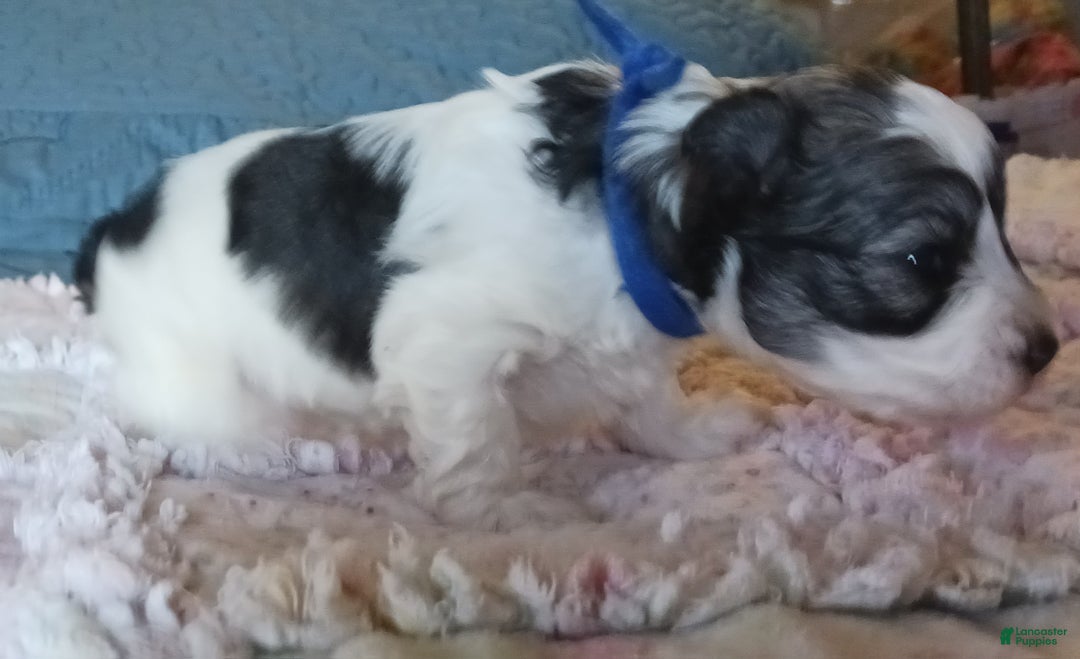 Miniature Schnauzer dogs for sale: Mia's Blue Ribbon Boy  - Ad 3