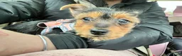 Yorkshire Terrier dogs for sale: Female Yorkshire Terrier - Ad 2