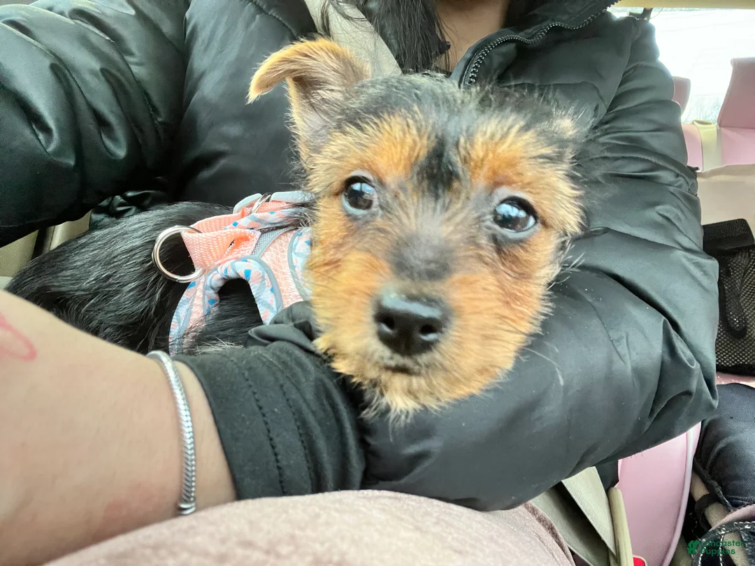 Yorkshire Terrier dogs for sale: Female Yorkshire Terrier - Ad 2