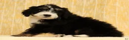 Mini Bernedoodle dogs for sale: Ranger - Ad 4