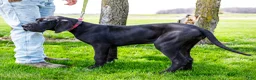 Great Dane dogs for sale: Carol - Ad 9