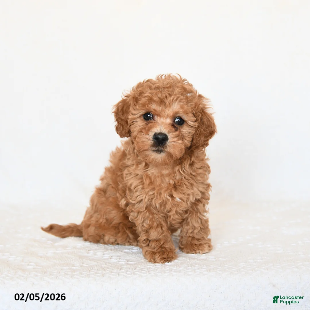 Miniature Poodle dogs for sale: Hazel - Ad 3