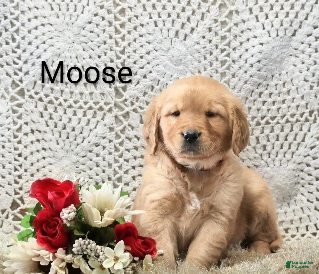 Golden Retriever dogs for sale: Moose - Ad 2