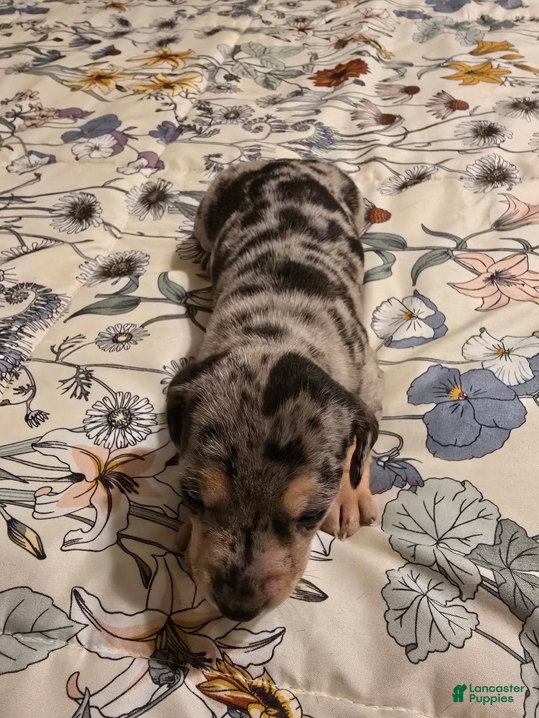 Mixed Breed dogs for sale: Mixed Breed Puppy 2 - Ad 2