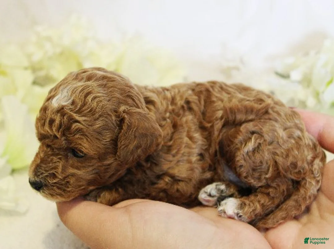 Toy Poodle dogs for sale: Paris - Ad 3