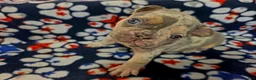 French Bulldog dogs for sale: Prince Eric - Ad 3