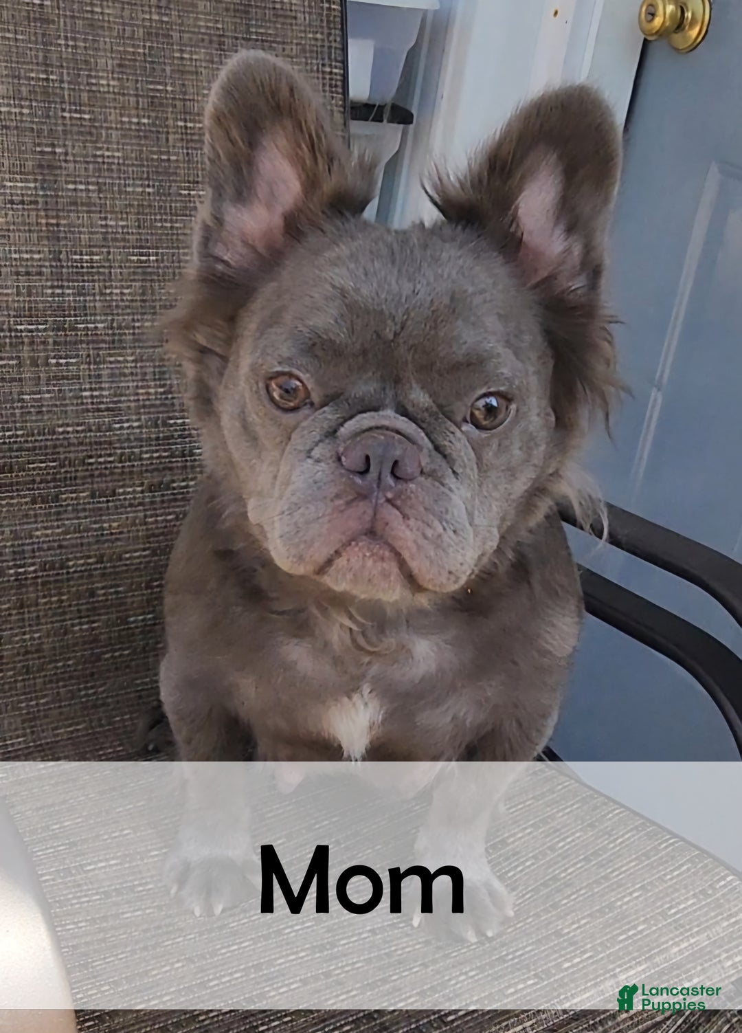 French Bulldog dogs for sale: Maggie - Ad 11
