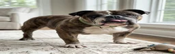 English Bulldog dogs for sale: English Bulldog (Bella) - Ad 2