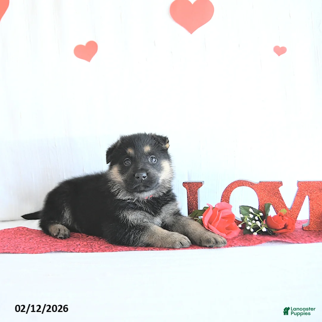 German Shepherd dogs for sale: Skipper - Ad 2