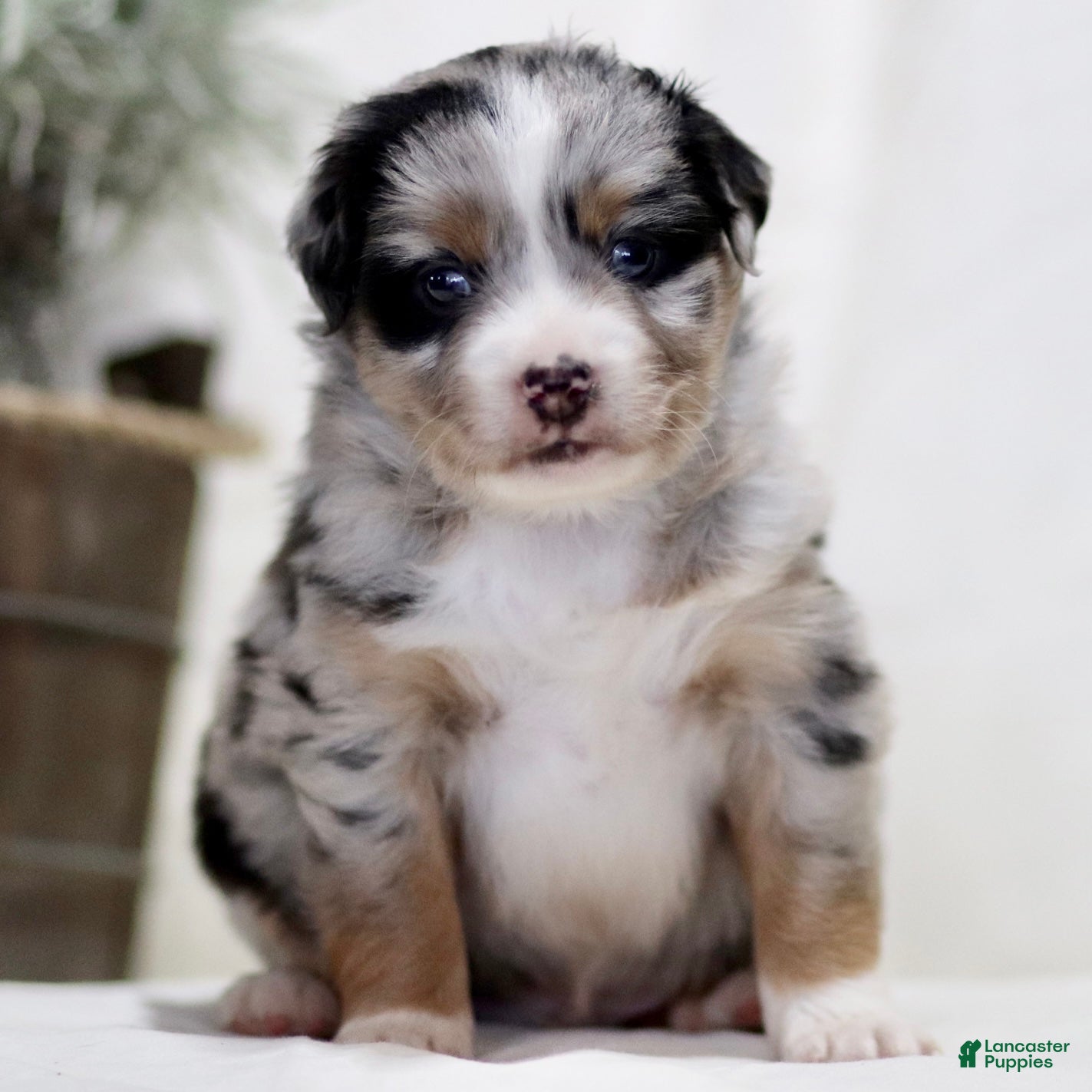 Miniature Australian Shepherd dogs Axel - Ad 2