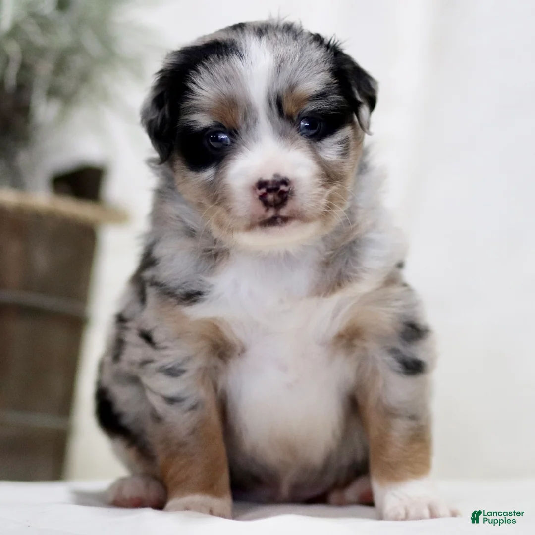 Miniature Australian Shepherd dogs for sale: Axel - Ad 2