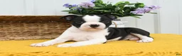 Boston Terrier dogs for sale: Birdie - Ad 3