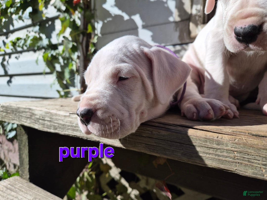 Dogo Argentino dogs for sale: Dogo Argentino Puppy 7 - Ad 1