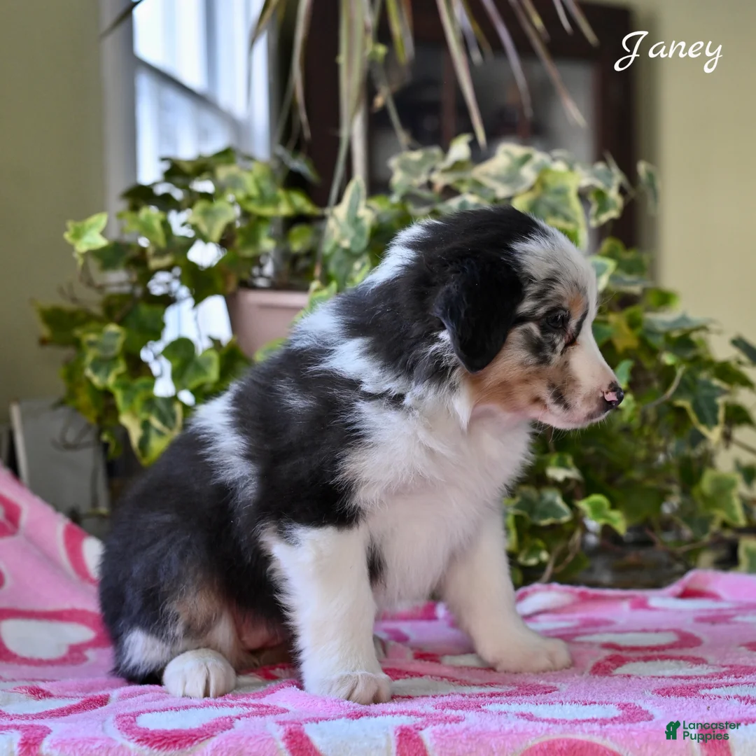 Australian Shepherd dogs for sale: Janey - Ad 2