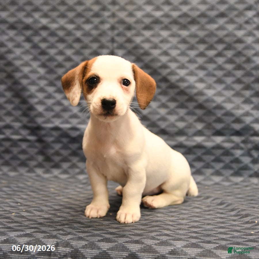 Jack Russell Terrier dogs Joy - Ad 2