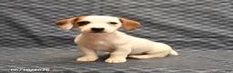 Jack Russell Terrier dogs for sale: Joy - Ad 2