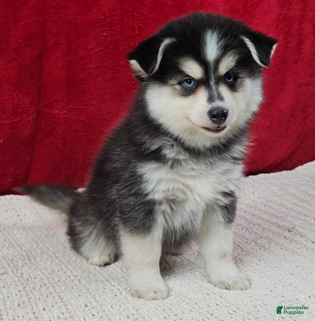 Pomsky dogs for sale: Trixie  - Ad 4