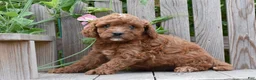 Cavapoo dogs for sale: Maverick - Ad 1