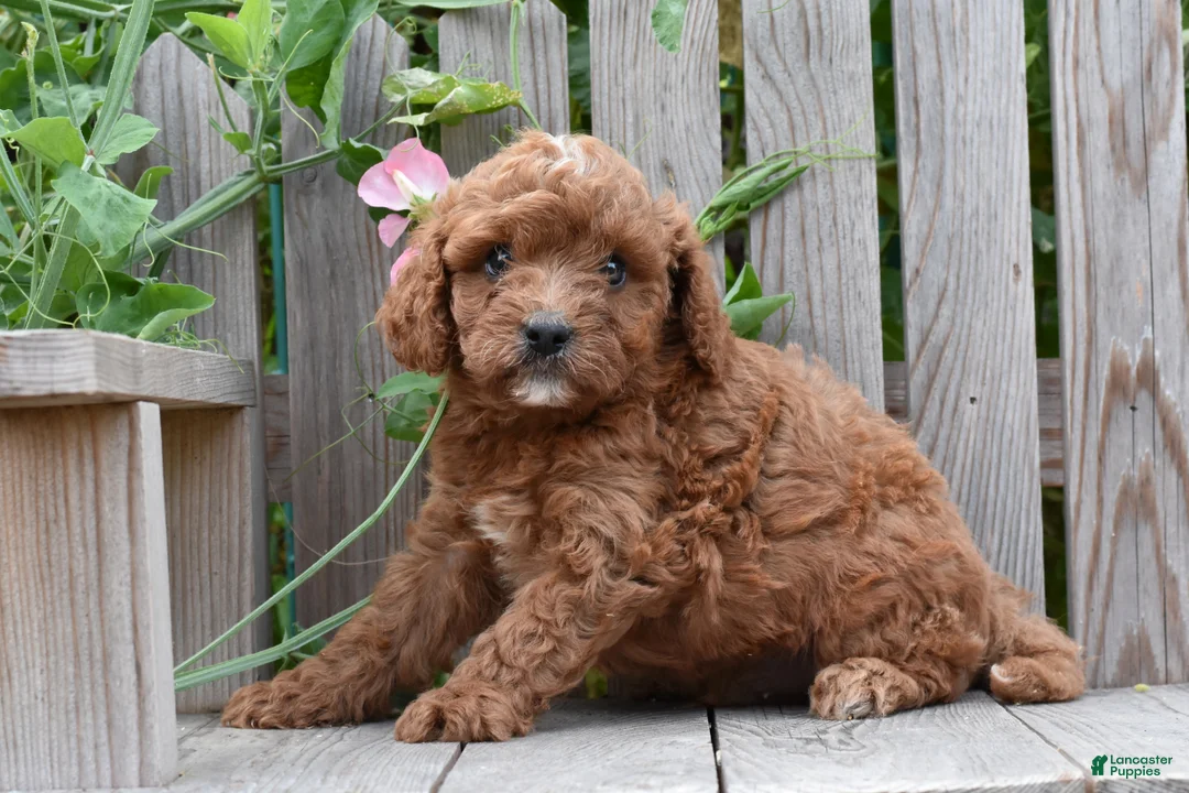 Cavapoo dogs for sale: Maverick - Ad 1