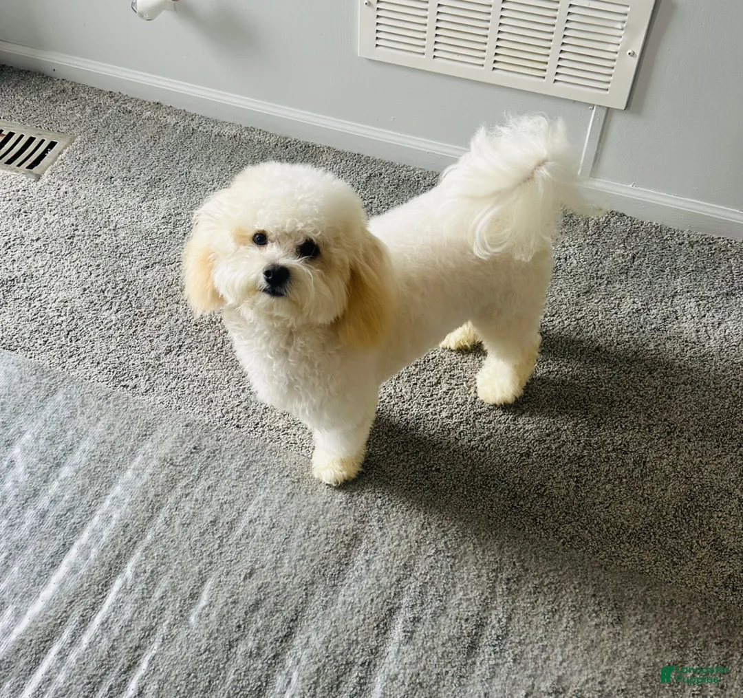 Shihpoo dogs for sale: Shihpoo Puppy 2 - Ad 9