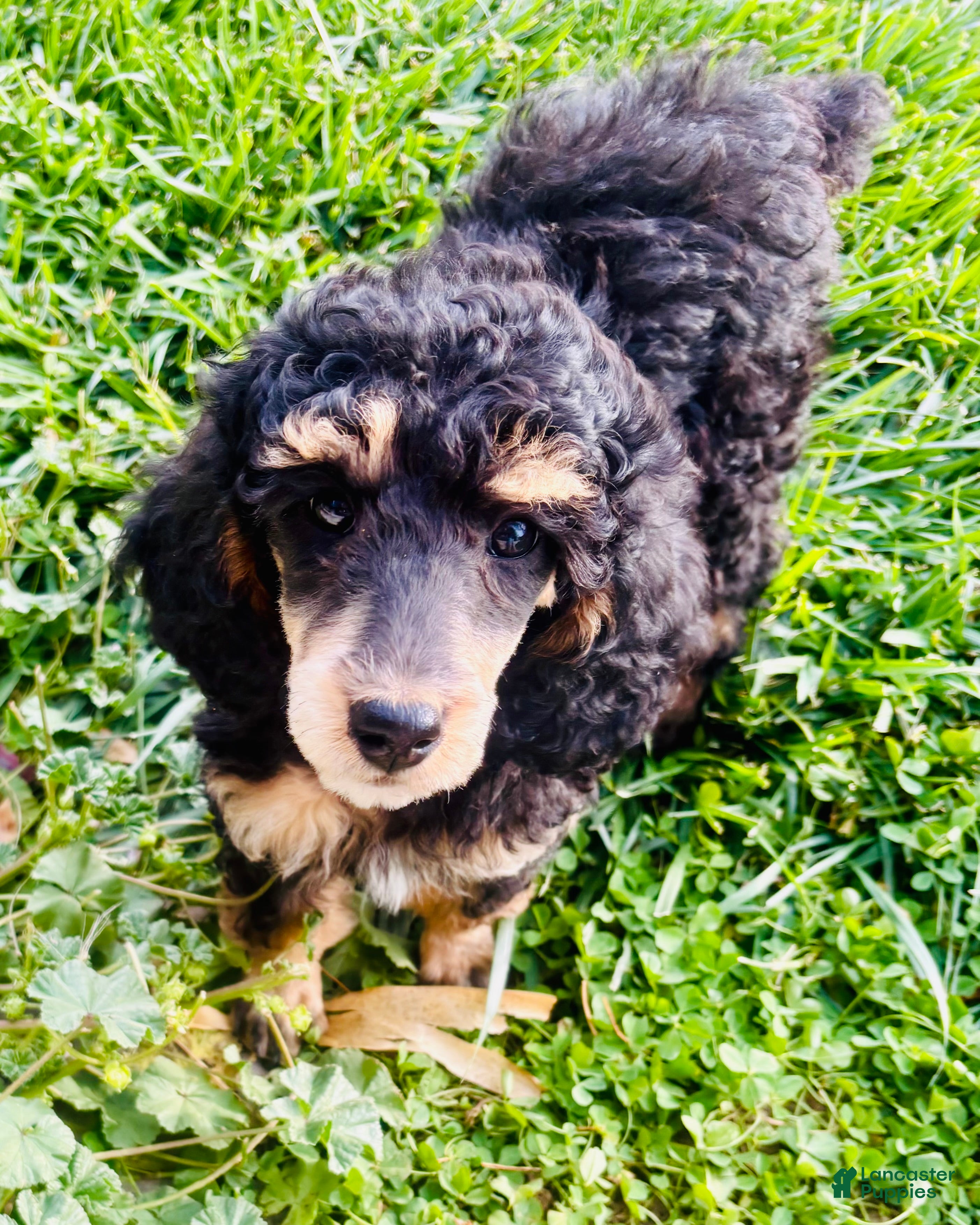 Standard Poodle dogs for sale: Standard Poodle 11 Black Phantom - Ad 2