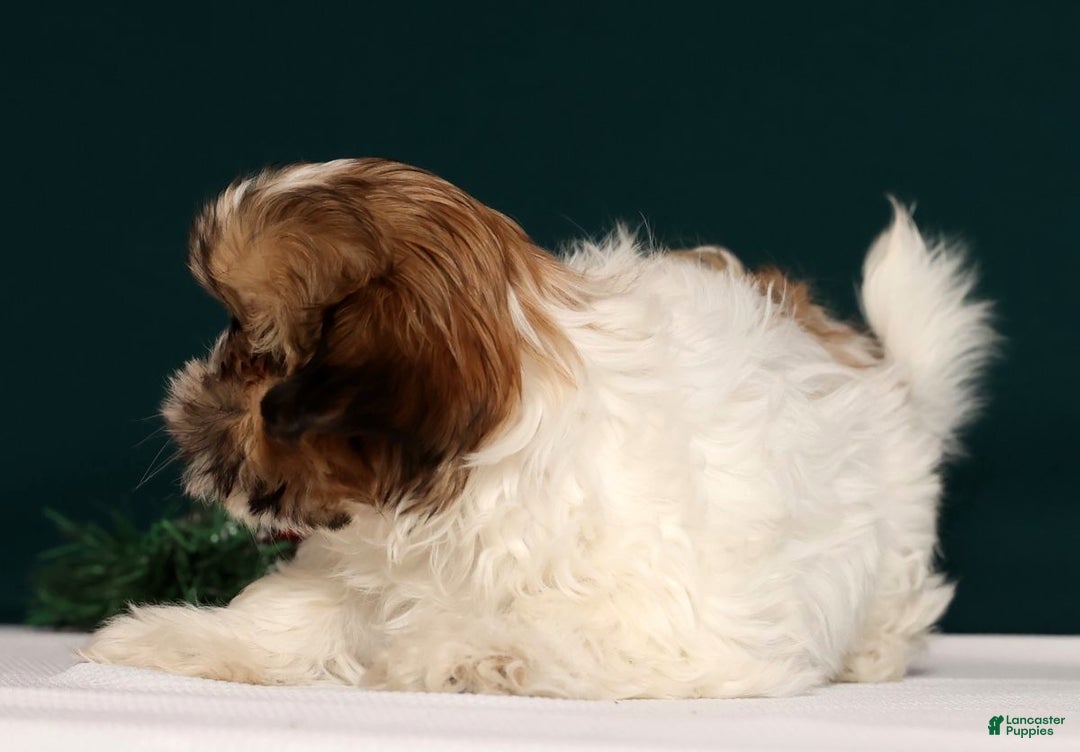 Shih Tzu dogs for sale: Dixie - Ad 3