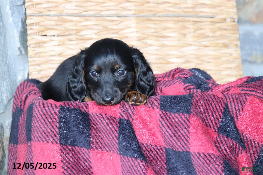 Miniature Dachshund dogs Holly - Ad 14