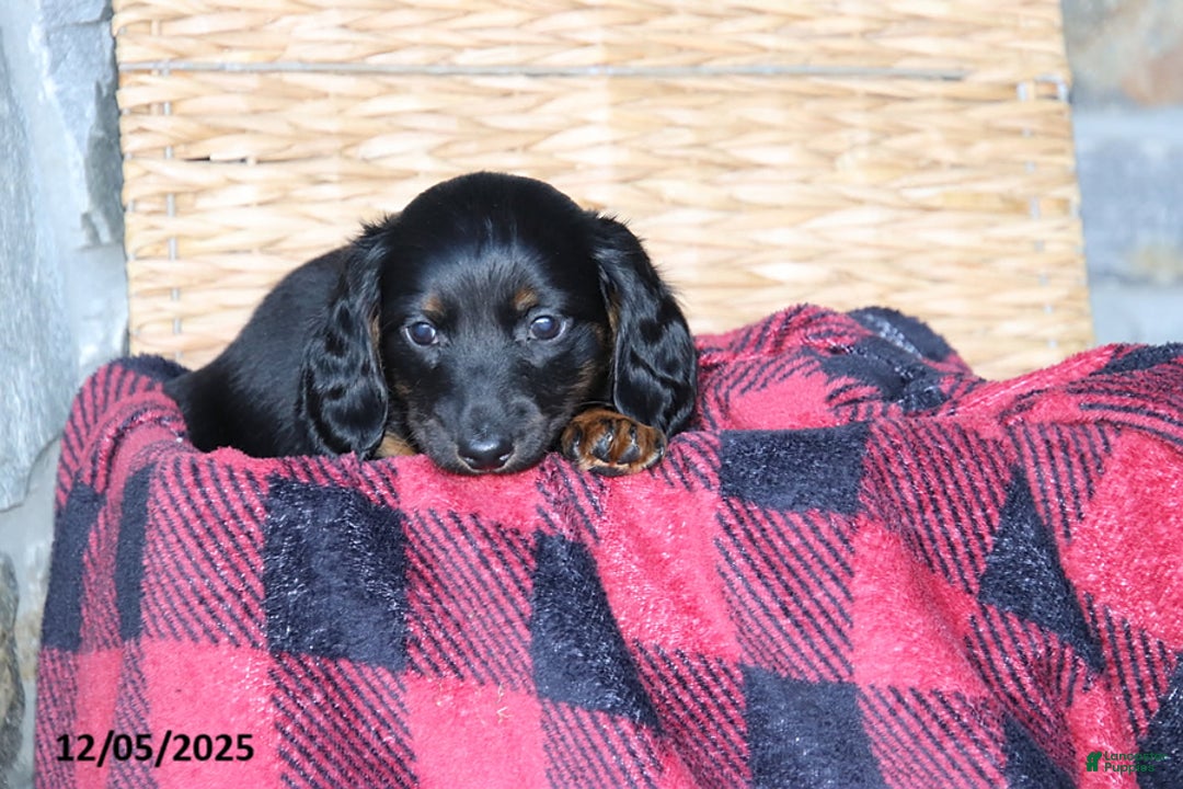 Miniature Dachshund dogs for sale: Holly - Ad 1